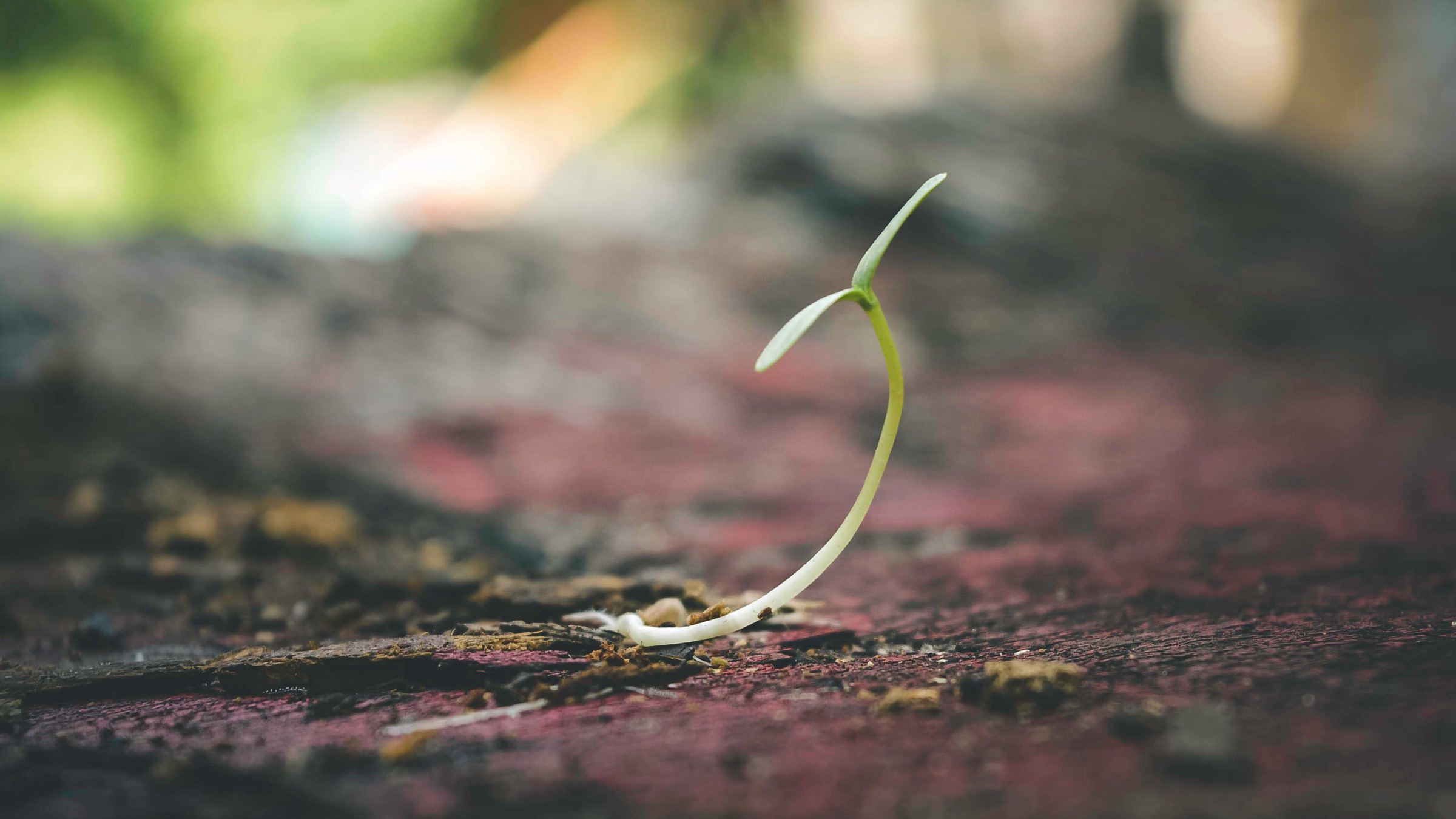 A single seedling sprouting from soil