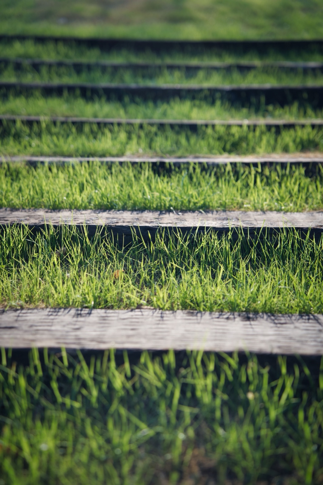 New grass growing up through weathered wooden steps